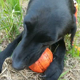 ボールしゃん！除草剤と生き物と地主の生態系の画像