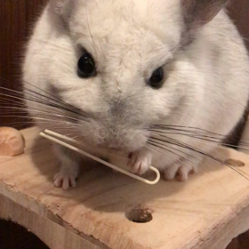 他のねずみの画像