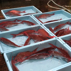 豊浜朝市の様子！の画像