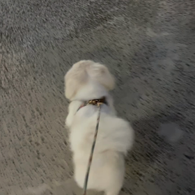 ローリング歩行の画像