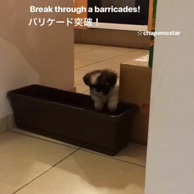 バリケード早くも突破の画像