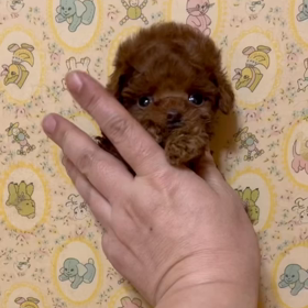 ❤️決まりました❤️朝マックちゃん❤️の画像