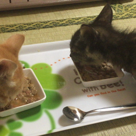 チビーズ  食欲旺盛の画像