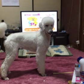 一人遊びが上手になりました。の画像