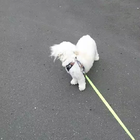 自転車に吠えるの画像