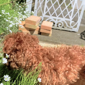 うちの庭の熊の画像