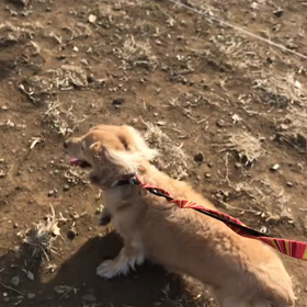 ♪お散歩動画♪代々木公園♪①の画像