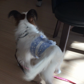 お散歩だーいすき♡の画像