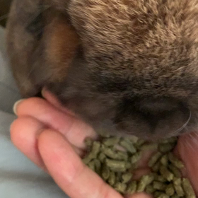 今日のうさご飯の画像