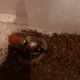 カブトムシの鳴き声の画像