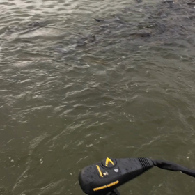 キャットフィッシュボールの画像