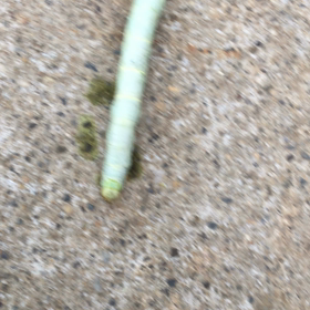 新たなる敵現る、、毒毒しい菜食主義者（笑）の画像