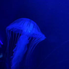 クラゲは実に優雅だの画像