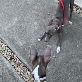 イタグレ散歩の画像