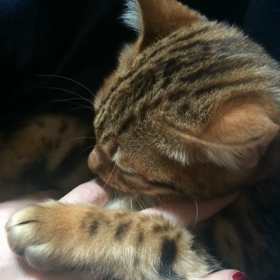 癒し…♡の画像