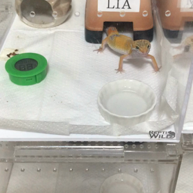 リアちゃん　食べ方綺麗の画像