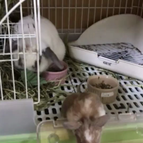 懐かしい動画の画像