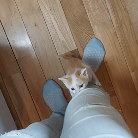 よじ登るとはの画像