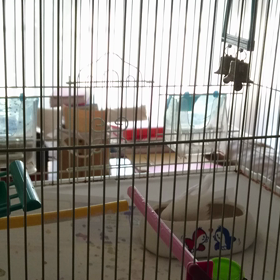 ドレス買うの画像