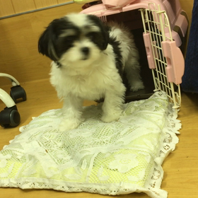 ワンコはちゃんと結果を出してくれます。の画像