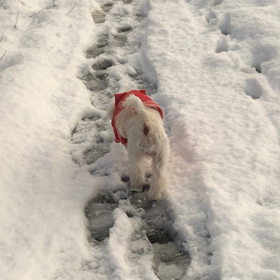 雪の中の散歩道の画像