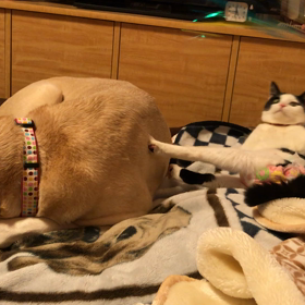 よもこ動じないの画像