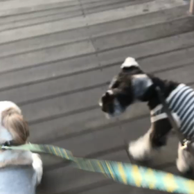 ♪お散歩動画♪お台場海浜公園♪の画像