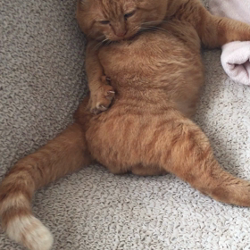 野良猫のトラさんの画像