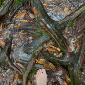 血管みたいの画像