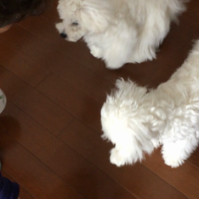 ファーストフードとフルコース。の画像