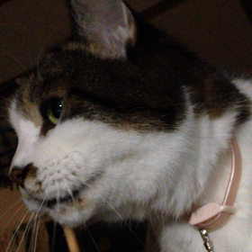 起きろニャーの画像