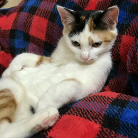 セクシーまなちゃんの画像