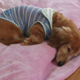 ちょこの今の画像