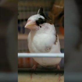 虹の橋を…。の画像