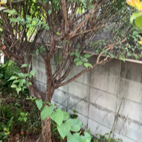 お手伝いの画像