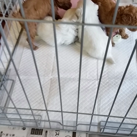 ﾌﾟｰﾄﾞﾙ&ﾏﾙﾁｰｽﾞ子犬動画♪の画像