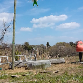 20年ぶりの鯉のぼりですの画像