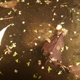 ハンディキャップの画像