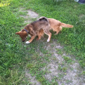 喧嘩？じゃれあい？の画像