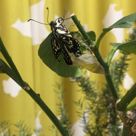 生まれちゃったの画像