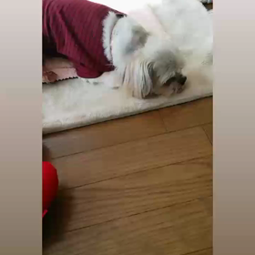 お陽さま温かいねの画像