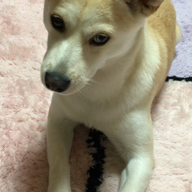 遠吠え？の画像