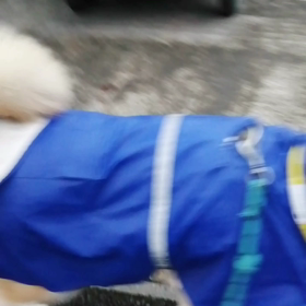 あらら！小雨なれど☔の朝。昨日は飼い主単独で用宗付近散歩。秋田犬二匹、ピレニーズ1匹に出会う。カの画像