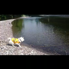 動画 泳ぐ大福 その1 なぜ迂回？の画像