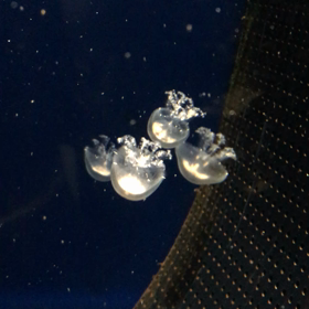 詰まりスッキリ！の画像