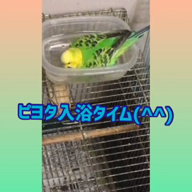 ピヨタくんの画像