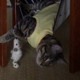 凛ちゃん、避妊終了の画像