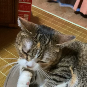 むぎ:家族5年39日めの画像