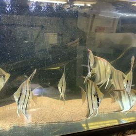 サンタイザベル・レッドショルダーを動画で！の画像