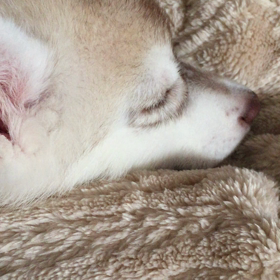 可愛いすぎて死にそう。笑の画像